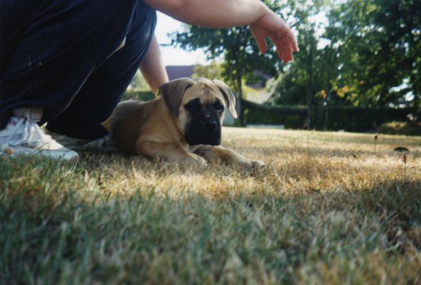 Bullmastiff Salamon Bullmastiffzwinger Bullmastiffzucht